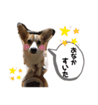 愛犬チャオズ（個別スタンプ：26）
