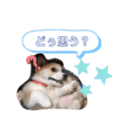 愛犬チャオズ（個別スタンプ：27）