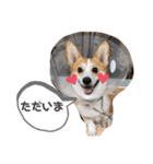 愛犬チャオズ（個別スタンプ：28）