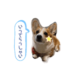 愛犬チャオズ（個別スタンプ：29）
