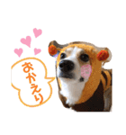 愛犬チャオズ（個別スタンプ：31）