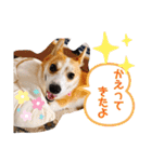 愛犬チャオズ（個別スタンプ：32）