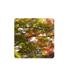 紅葉京都（個別スタンプ：1）