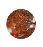 紅葉京都（個別スタンプ：3）