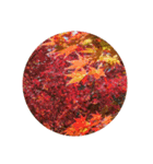 紅葉京都（個別スタンプ：7）
