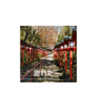 紅葉京都（個別スタンプ：8）
