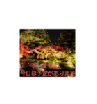 紅葉京都（個別スタンプ：12）