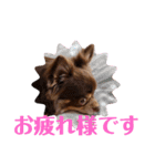 チワワのやまちゃん お仕事編（個別スタンプ：14）