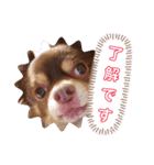 チワワのやまちゃん お仕事編（個別スタンプ：18）