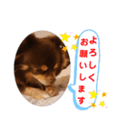 チワワのやまちゃん お仕事編（個別スタンプ：19）