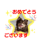 チワワのやまちゃん お仕事編（個別スタンプ：20）
