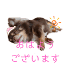 チワワのやまちゃん お仕事編（個別スタンプ：21）