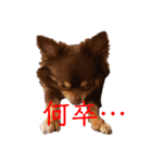 チワワのやまちゃん お仕事編（個別スタンプ：38）