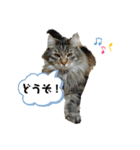 ねこのベリーくん（個別スタンプ：2）