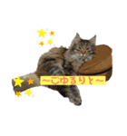 ねこのベリーくん（個別スタンプ：4）