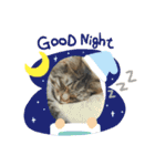 ねこのベリーくん（個別スタンプ：7）