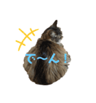 ねこのベリーくん（個別スタンプ：8）