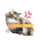 ねこのベリーくん（個別スタンプ：12）