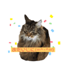 ねこのベリーくん（個別スタンプ：14）