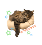 ねこのベリーくん（個別スタンプ：15）