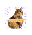 ねこのベリーくん（個別スタンプ：16）