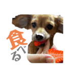 チロチロ②（個別スタンプ：8）