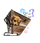 チロチロ②（個別スタンプ：12）