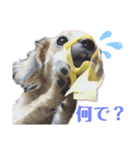 チロチロ②（個別スタンプ：13）