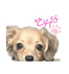 チロチロ②（個別スタンプ：14）