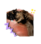 ペルシャのクロエちゃん★（個別スタンプ：7）