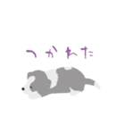 パピボー ボーダーコリー（個別スタンプ：5）