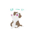 パピボー ボーダーコリー（個別スタンプ：8）