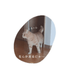表現、挨拶nekomakitvオリジナルスタンプ（個別スタンプ：1）