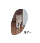 表現、挨拶nekomakitvオリジナルスタンプ（個別スタンプ：2）