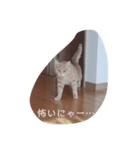 表現、挨拶nekomakitvオリジナルスタンプ（個別スタンプ：3）