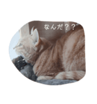 表現、挨拶nekomakitvオリジナルスタンプ（個別スタンプ：5）