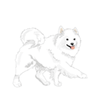 SAMOYED LOVE 4（個別スタンプ：2）