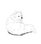 SAMOYED LOVE 4（個別スタンプ：6）