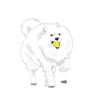 SAMOYED LOVE 4（個別スタンプ：7）