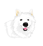 SAMOYED LOVE 4（個別スタンプ：12）