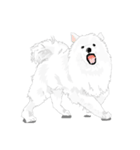 SAMOYED LOVE 4（個別スタンプ：13）