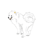 SAMOYED LOVE 4（個別スタンプ：14）