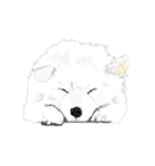 SAMOYED LOVE 4（個別スタンプ：15）