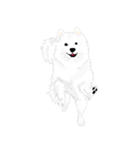 SAMOYED LOVE 4（個別スタンプ：16）