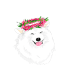 SAMOYED LOVE 4（個別スタンプ：18）