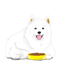 SAMOYED LOVE 4（個別スタンプ：19）