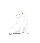 SAMOYED LOVE 4（個別スタンプ：21）