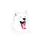 SAMOYED LOVE 4（個別スタンプ：23）