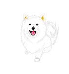 SAMOYED LOVE 4（個別スタンプ：24）