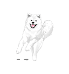 SAMOYED LOVE 4（個別スタンプ：26）